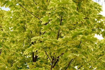 Maple tree leaves