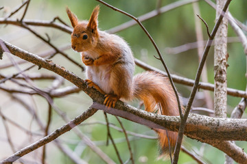 Small squirrel sits on the tree in the forest.