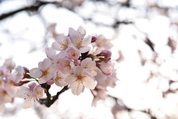 桜の花