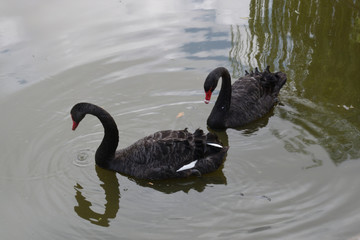 Fototapeta premium Cygne noir en couple sur un étang à Berlanga en Extremadure, Espagne