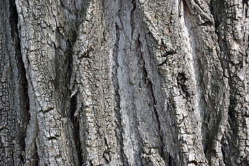Obraz premium Baumrinde