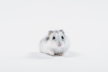 Fototapeta na wymiar funny fluffy hamster looking at camera on grey background with copy space