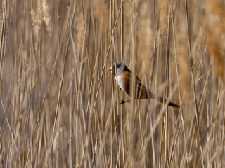 Bearded reedling male (Panurus biarmicus)