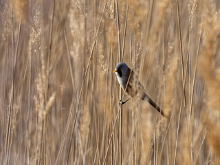 Bearded reedling male (Panurus biarmicus)