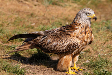 Naklejka na ściany i meble The red kite (Milvus milvus) is a medium-large bird of prey in the family Accipitridae, which also includes many other diurnal raptors such as eagles, buzzards, and harriers