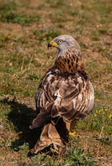 The red kite (Milvus milvus) is a medium-large bird of prey in the family Accipitridae, which also includes many other diurnal raptors such as eagles, buzzards, and harriers