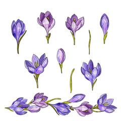 Set of floral elements of crocus isolated on white background. Watercolor imitation. Endless horizontal flowers brush. Wild flowers composition. Vector illustration.