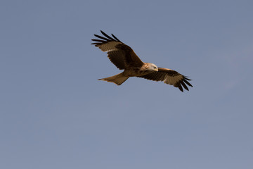 Fototapeta premium The red kite (Milvus milvus) is a medium-large bird of prey in the family Accipitridae, which also includes many other diurnal raptors such as eagles, buzzards, and harriers