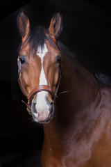 Fototapeta na wymiar Warmblutpferd im Studio