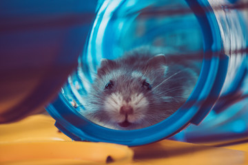 selective focus of cute hamster sitting in blue plastic tunnel