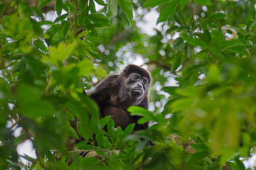 Mantled howler feeding  in Tortuguero National Park, Costa Rica