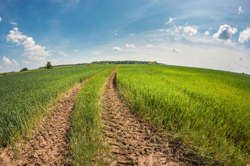 Dry dirt road in the green wheat field at sunny summer day