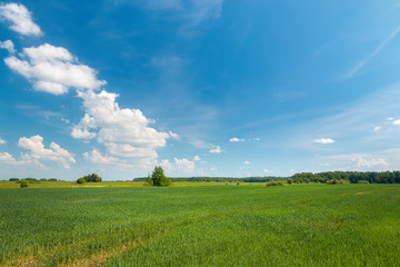 Green wheat field st sunny summer day