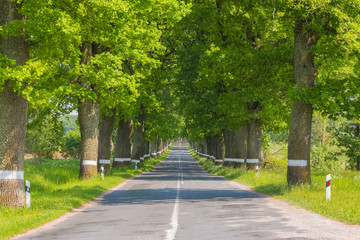 Country road with trees along at the sunny day