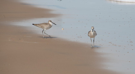 Two shore birds walking on the sand by the sea