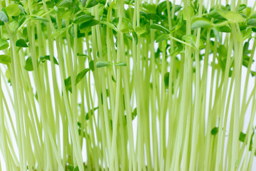 pea sprout with white background.