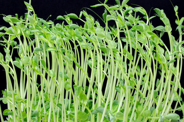 pea sprout with black background.
