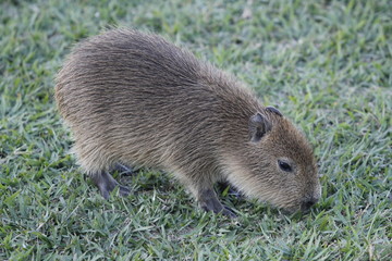 capybara on the edge of the pond