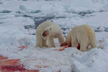 Polar Bear (Ursus maritimus) Spitsbergen North Ocean