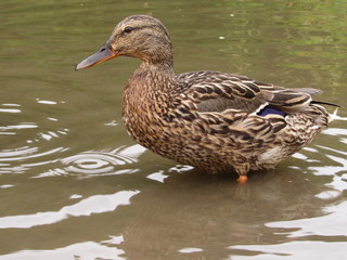 duck in the water
