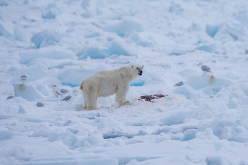 Polar Bear (Ursus maritimus) Spitsbergen North Ocean