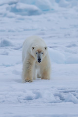 Plakat Polar Bear (Ursus maritimus) Spitsbergen North Ocean