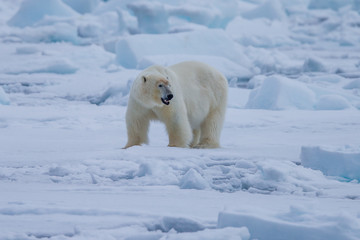 Fototapeta na wymiar Polar Bear (Ursus maritimus) Spitsbergen North Ocean