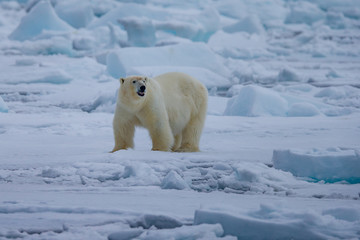 Plakat Polar Bear (Ursus maritimus) Spitsbergen North Ocean