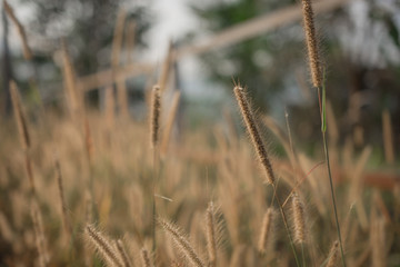 Fototapeta premium soft focus of grass flower in the morning that gives loneliness