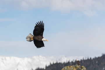 Adult North America Bald Eagle in Kachemak Bay, Alaska	
