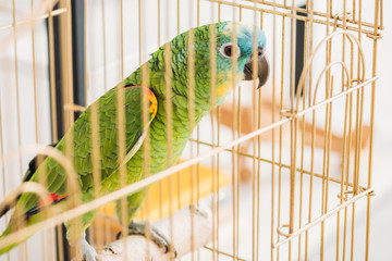 selective focus of bright green parrot sitting in bird cage © LIGHTFIELD STUDIOS