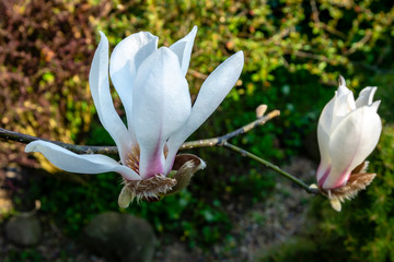 Large white magnolia flower on blurred background of evergreen and natural stones. Beauty of spring nature in magical garden. Nature concept for design.