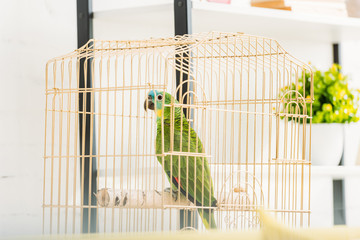 selective focus of bright green amazon parrot sitting in bird cage near flowerpot