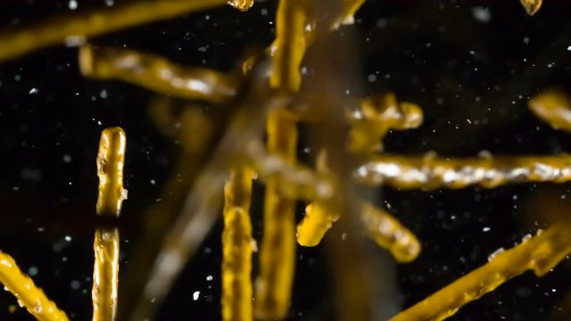 Salted Bread Snacks to Beer. Bread sticks with salt emerge from the darkness and hang in front of the lens. Slow Motion at a rate of 240 fps