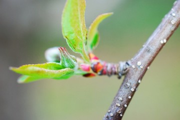 Spring  apple bud before bloom