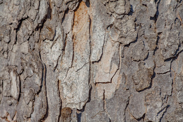 close-up of a tree bark