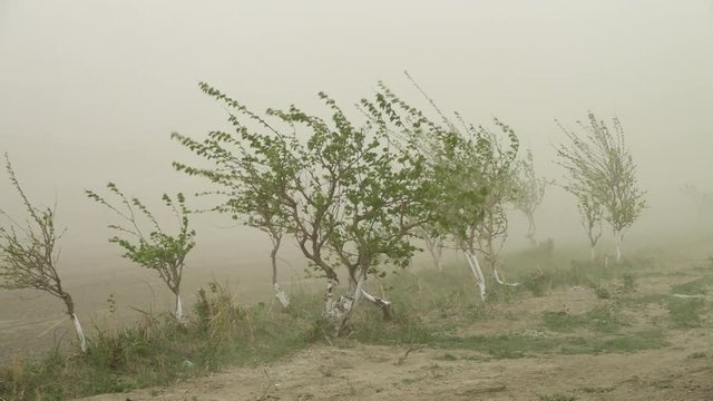 Steady, medium close up shot of small trees being hit by strong gusts of wind. Dust and dirt flying up.