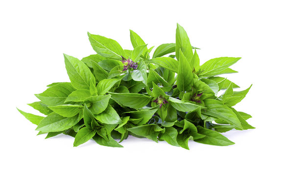 Sweet Basil on white background