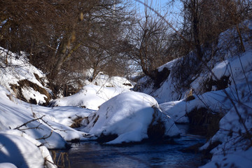 winter in the forest