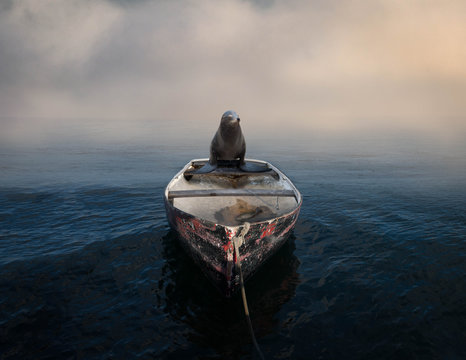 Happy Sea lion sitting on the back of a rowing boat with a dead fish, USA