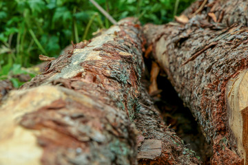 pine tree trunk rough uneven tree vertical close-up on a background of green grass background felling trees