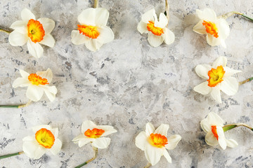 Yellow white daffodil, narcissus, jonquil flower close up composition, background with a lot of copy space for text. Blank template for Mother's day, March 8 women's day, Valentine greeting card.