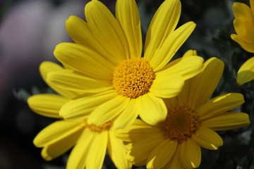 Blüte einer gelben Margerite