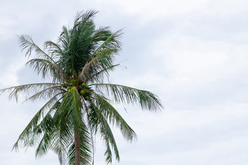 Fototapeta na wymiar high coconut palm tree against a blue sky trees tropical paradise copy space flora design base