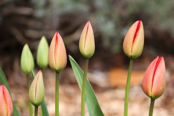 Knospen von Tulpen