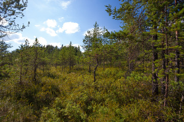 Small pine trees in marsh