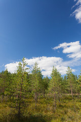 Small pine trees in marsh