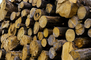 logs spilled trees logs end horizontal stack beige brown wooden background