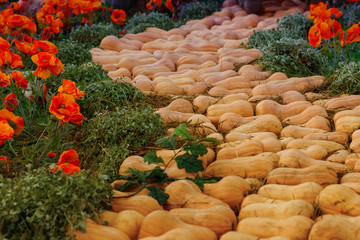 many orange muscat pumpkin art design country road oz poppy flowers orange