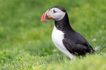Puffin on Shetland Island resting on green grass of a sea cliff